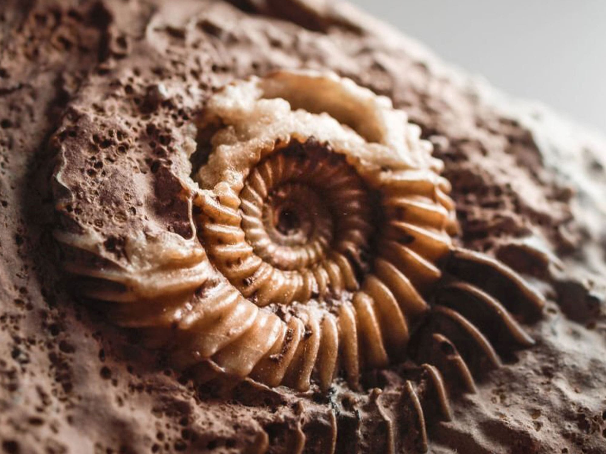 Enter Ammonite:  Forget Everything You Know About Planet Nine: Enter Ammonite Changes It All - cap33sh